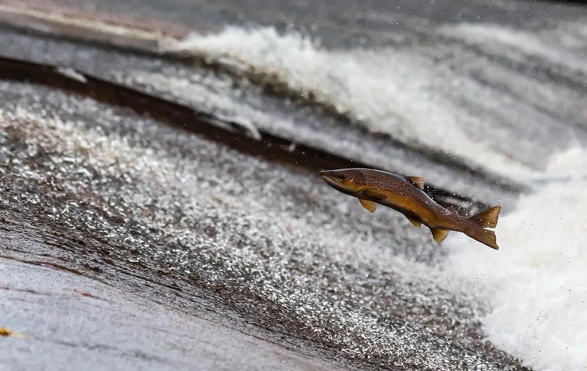 Barbless Hooks and Catch-and-Release: A Checklist for Protecting Wye Fish Stocks
