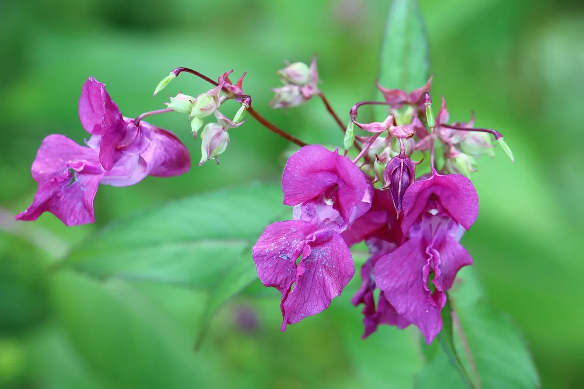 Invasive Species Checklist: 8 Plants and Animals to Report Along the Wye