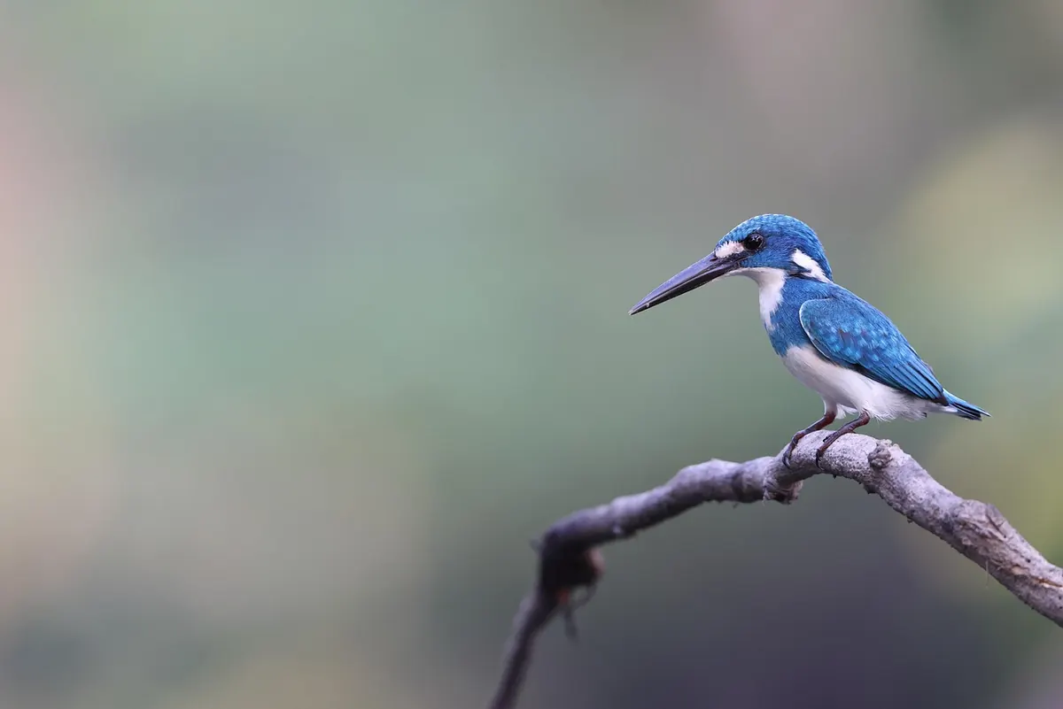 Kingfisher, Dipper or Grey Wagtail? A Beginner's Guide to Five Fast River Birds